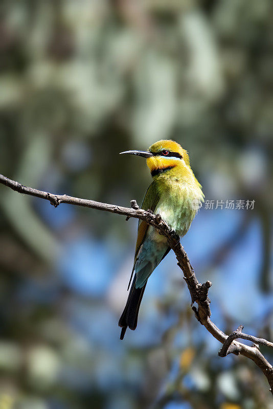 彩虹食蜂鸟(Merops ornatus)